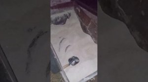 откорм бычков, вечернее кормление .