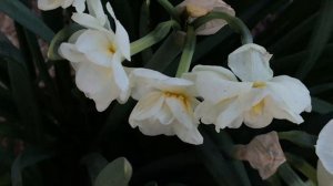 Narcisse pluriflores 'Narcissus Sir Winston Churchill' Du blanc franc et un coeur safran.