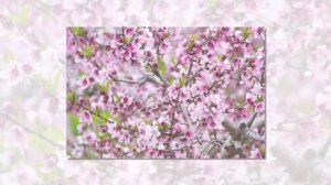 Миндаль – экзотика, которую можно посадить на даче