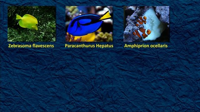 Жизнь морского аквариума. Часть 3. Морские рыбки