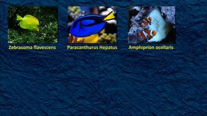 Жизнь морского аквариума. Часть 3. Морские рыбки