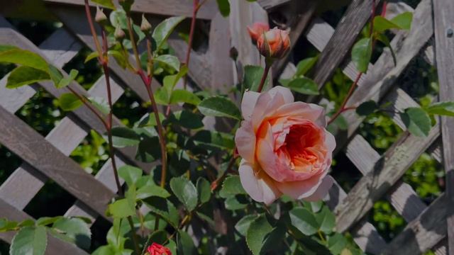 Austin Roses - The Pilgrim & Port Sunlight ｜奥斯汀月季 - 朝圣者&港口阳光 смотреть онлайн