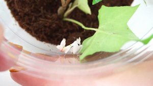 ОРХИДЕЙНЫЙ БОГОМОЛ для Марка и Левы Orchid Mantis