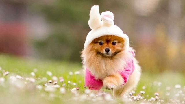 "Рыжая собака" музыка Александра Гилева, слова Елены Тепловой смотреть онлайн