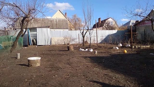 Чем кормить индюков чтобы мясо было вкусным и полезным смотреть онлайн