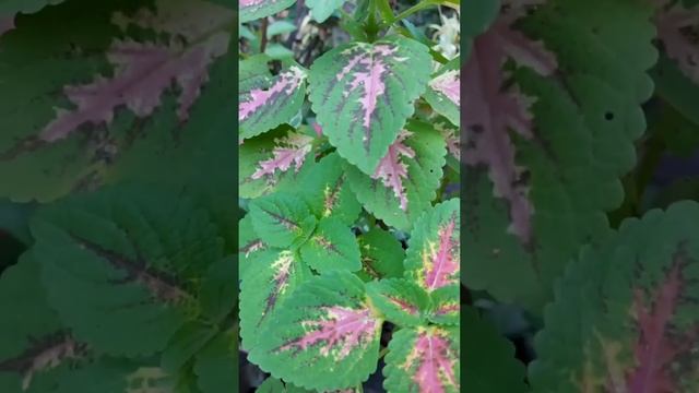 Coleus Wizard Rose Solenostemon Scutellarioides #shorts #mayanaplant #coleusplant #coleus #short