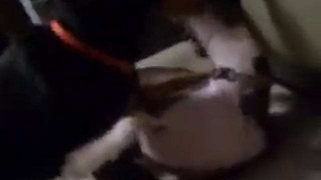 mini italian greyhound vs. min pin (playing/fighting) смотреть онлайн