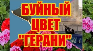 Дроны - камикадзе под красивым названием "Герань" бороздят небо Украины
