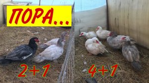 Ждём яйцекладку Мускусных уток / Чтобы Индоутки раньше занеслись / Племенной сезон