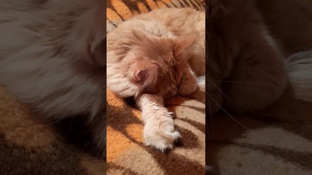 26 апреля 2023 г. Кот ? Крепкий сон ? смотреть онлайн