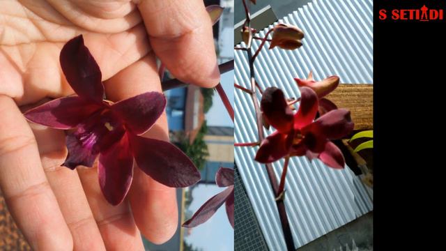 DENDROBIUM MANGOSTEEN si beludru merah yang eksotis смотреть онлайн