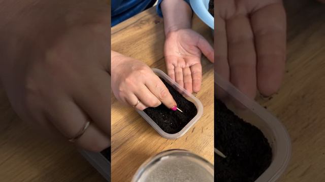 Решила посадить пару пакетиков эустомы смотреть онлайн