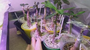 АДЕНИУМЫ. Растем в перлите