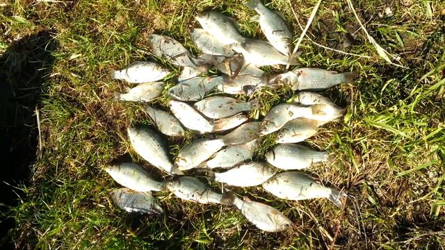 Карасиный улов 2014, рыбалка на озере на рассвете, клюет с 6 до 7 утра бешено смотреть онлайн