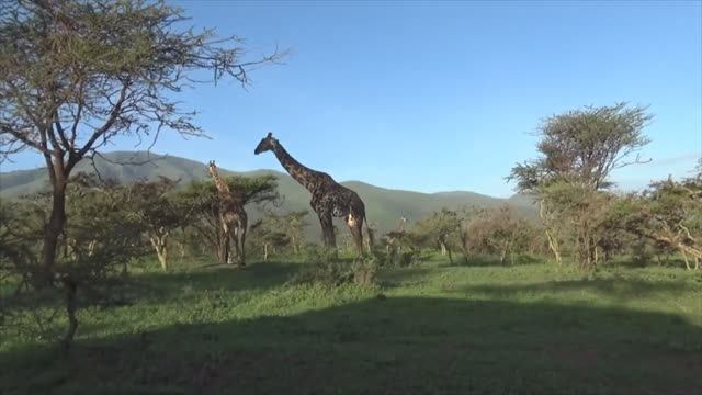 Жирафы Серенгети _ Giraffes of the Serengeti