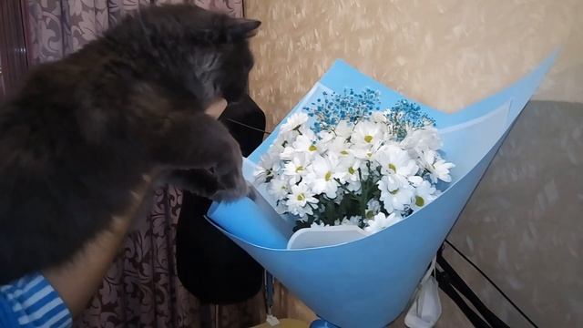 Я не козел ) ромашки не ем. смотреть онлайн