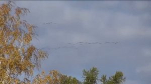 Журавли улетают на юг.