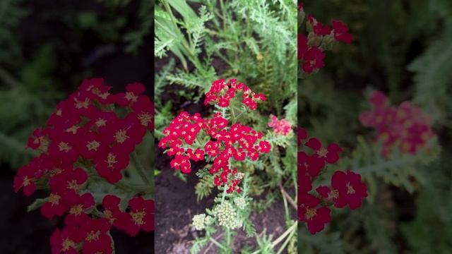 Тысячелистник Red Velvet.?