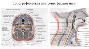 Фасции шеи по Шевкуненко