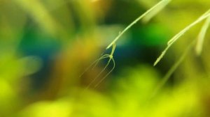 Пресноводная гидра. Как избавиться от гидры в аквариуме без использования химии