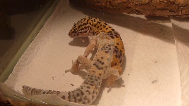 Eublepharis macularius | Пятнистый эублефар линяет в террариуме смотреть онлайн