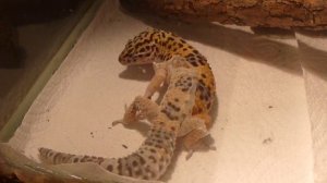 Eublepharis macularius | Пятнистый эублефар линяет в террариуме