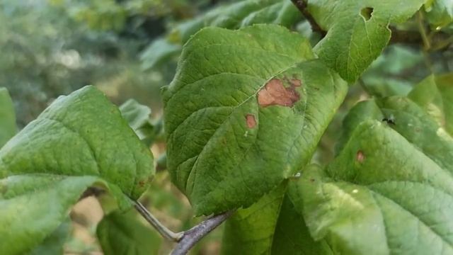 Коричневые пятна на листьях деревьев - это заболевание "Бурая пятнистость"