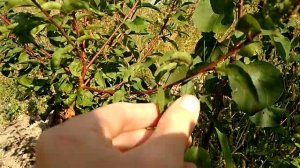 Скручивание листьев у персиков