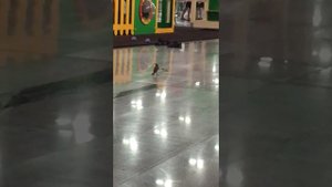 Птица против богомола.