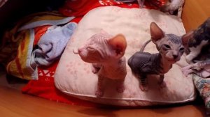 мама кошка донской сфинкс по имени Клякса родила пятерых абсолютно разных котят