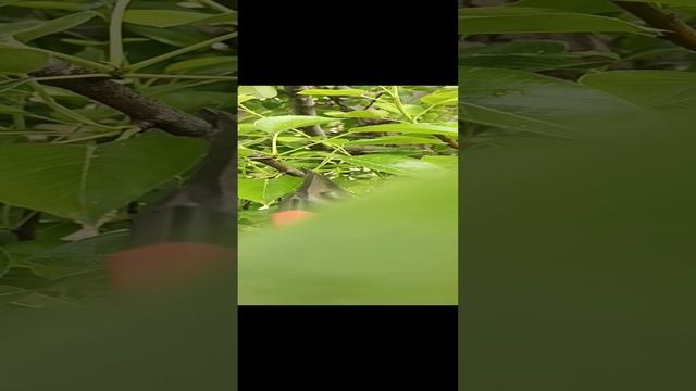 #клик как работает обрезка на клик