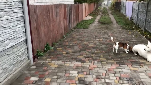 ПОДРУГА ВИЛЛИ БЕЛКА ИГРИ смотреть онлайн