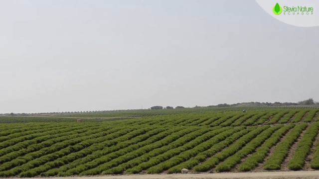 Stevia dry leaves from Ecuador смотреть онлайн