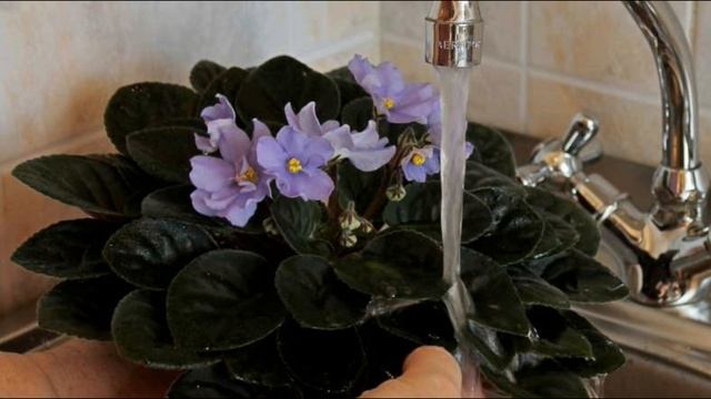 Душ для фиалок смотреть онлайн