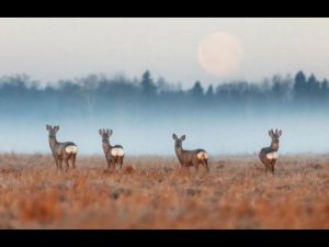 Охота на косулю, зайца и лису. Добыли ВСЁ. Hunting for roe deer, hare and fox. Got EVERYTHING.