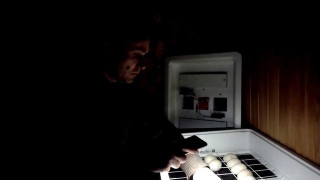 Овоскопирование яиц индоуток. Цыплятам 2 недели