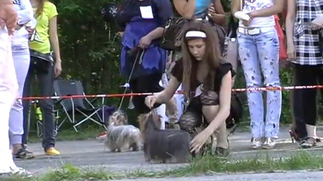 Кобели, класс открытый, 95 смотреть онлайн