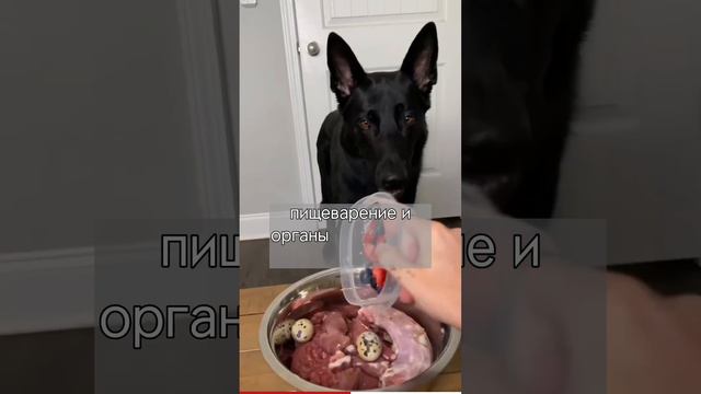 Чем должны питаться собаки и кошки?