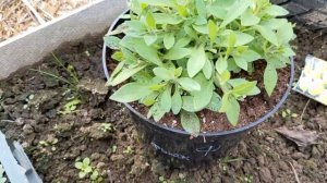 Рододендроны?/Розы?/Гортензии метельчатые ?и крупнолистные/Хвойные? в горшках/Заморозки были