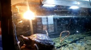 Оборудование для аквариума красноухим черепахам! / ЧЕРИ TV