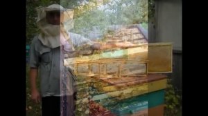 Пчелопакеты, пчеломатки 2024:  бакфаст, карника.  т. 89603022455