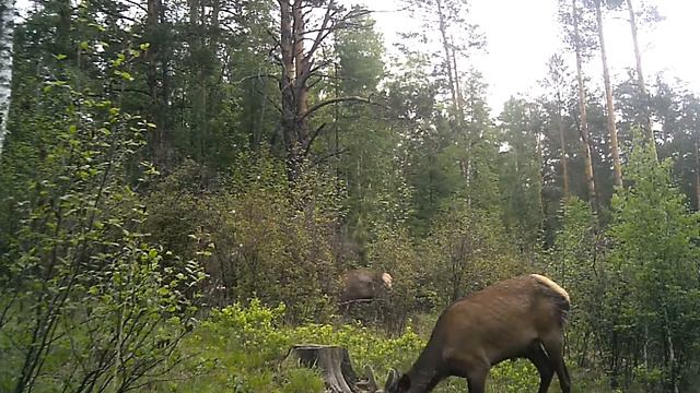 Животные в дикой природе 33 смотреть онлайн
