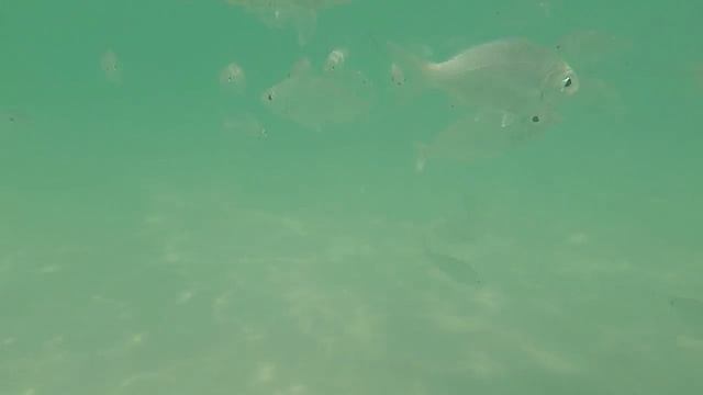 CUBA VLOG | MEMORIES FLAMENCO BEACH RESORT смотреть онлайн