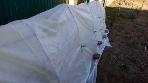 Укрытие винограда весной от заморозков