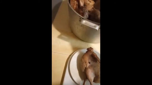 Мясная продуктивность перепелов породы Техасский белый после обновления крови. смотреть онлайн