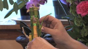 Gardening Tips : How to Grow Lucky Bamboo