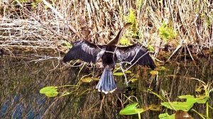 En route vers les Keys et les Everglades - Floride partie 2/2