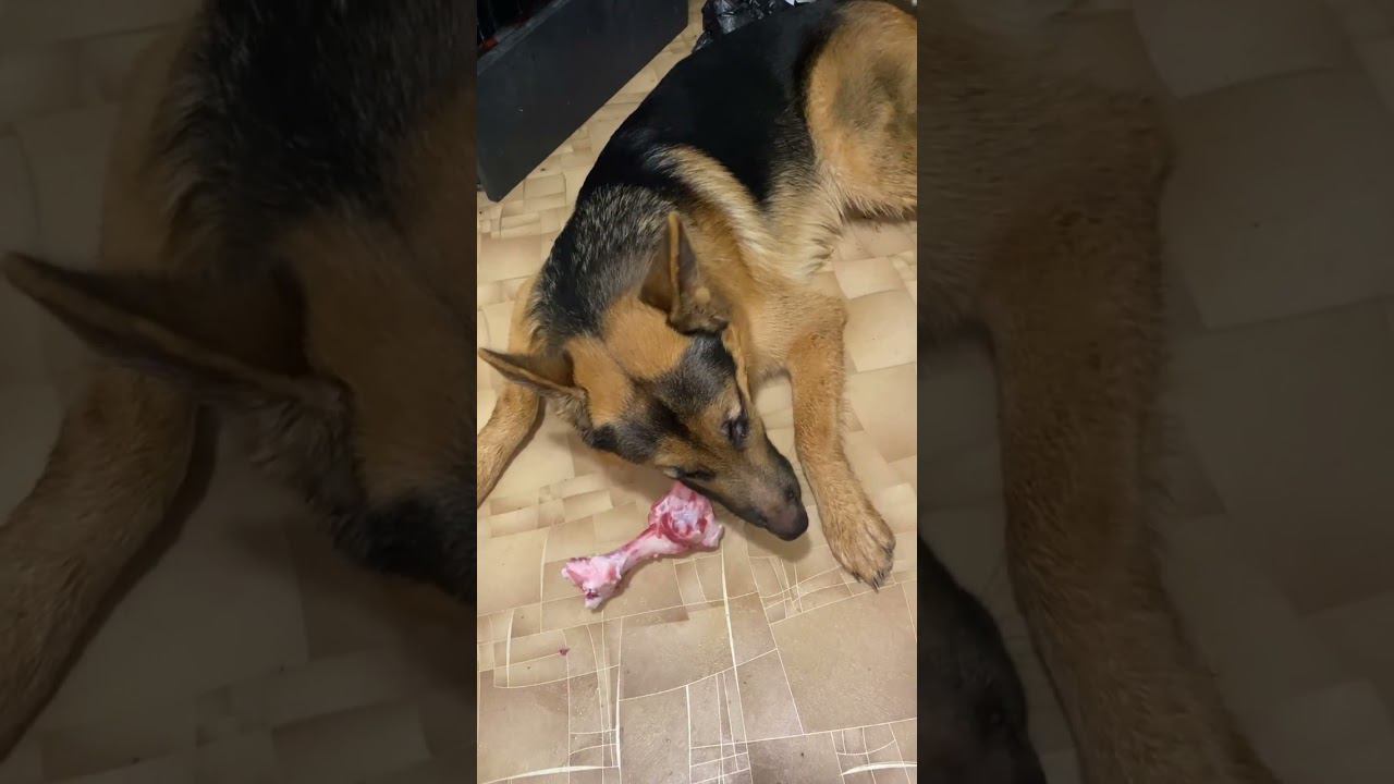 Чем занять собаку Немецкая овчарка грызёт кость . смотреть онлайн