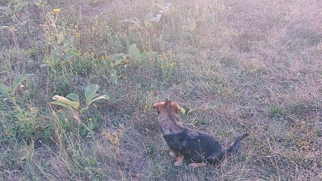 Кане корсо Гром 2 года содержание собак