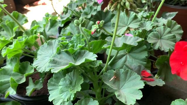 17April 2021-Pelargonium zonale . Pelargonium × hortorum, "geranium", "zonal geranium or pelargoniu смотреть онлайн